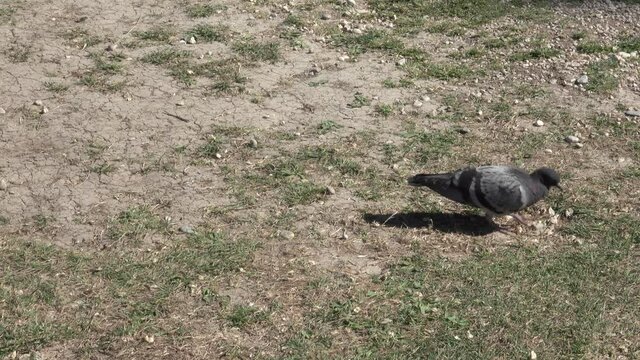 Pigeon on the lawn eats crumbs
