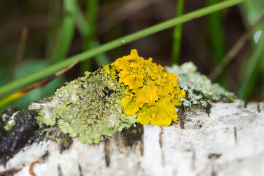 The common orange lichen (lat. Xanthoria parietina), of the family Teloschistaceae.