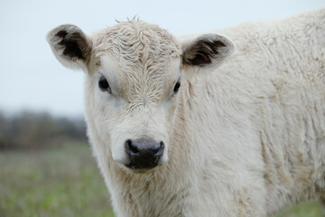 Bull calf stare from cute Charolais baby cow close up.