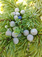 Juniper, juniper berries were preparing