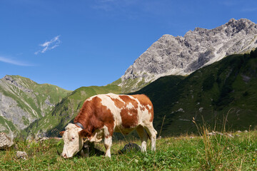 Fototapeta na wymiar Kuh auf einer Bergweide in den Allgäuer Alpen