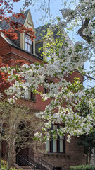 Blossoming cherry tree in the Logan / Dupont neighborhood of Washington, DC.