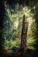 Tree of life - Der Baum des Lebens im Zentrum des Fotos als abgestorbener Baum mitten im...