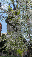 Blossoming cherry tree in the Logan Dupont neighborhood of Washington, DC.
