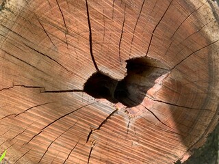wood texture. brown wooden stump with cracks heart. 