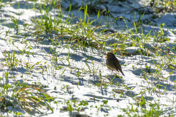 rouge-gorge  dans la neige