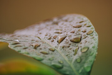 avocado leaves wet from rain