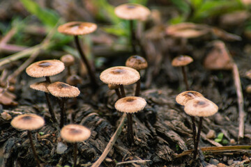 mushroom in the forest