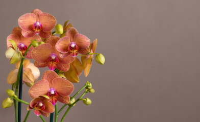orchids with space for text