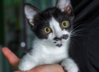 scared kitten with big yellow eyes in female hands