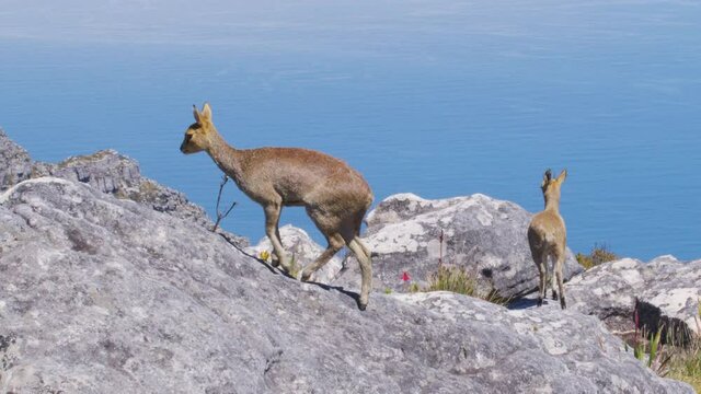 A pair of klipspringer antelopes in natural habitat, Table Mountain, South Africa.