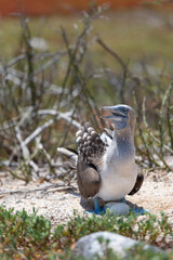 Blue-footed booby on north Seymour island of Galapagos