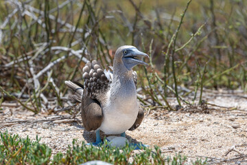 Blue-footed booby on north Seymour island of Galapagos
