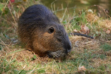 Nutria frisst auf der Wiese