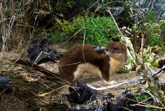 Least weasel // Mauswiesel (Mustela nivalis) 