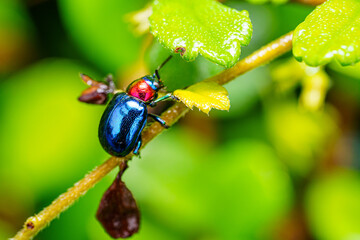 The beautiful blue milkweed beetle it has blue wings and a red head perched on a leaves after rain in the tropical forest. Close up and Macro photography.