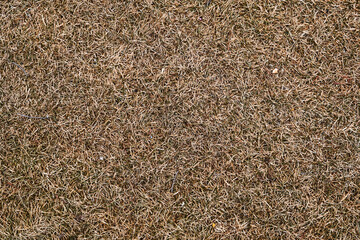 Dry yellow grass texture. In the shadow