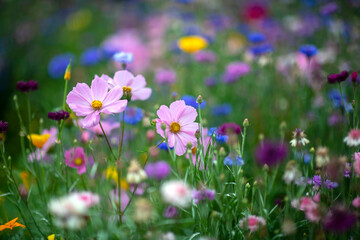 colorful background of wild flowers