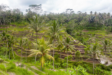 Fototapeta na wymiar Rice fields on terraces in Indonesia, Papua New Guinea. Rural landscapes.