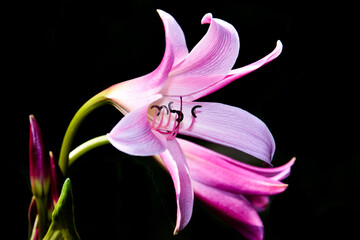 Fototapeta na wymiar purple lily crinum flower