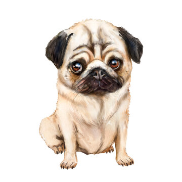 Watercolor illustration pug dog, cute pug puppy, friend, pet, dog sitting 