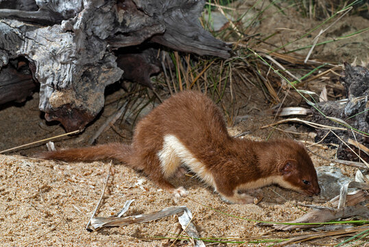 Mauswiesel // Least weasel (Mustela nivalis) 