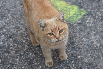 Obraz premium gatto gattino 