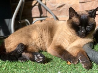 Gato siamés descansando 
