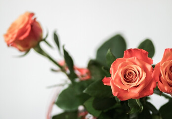Rosa damascena three roses birthday bouquet