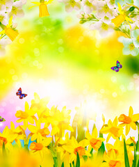 Fototapeta na wymiar jasmine. Spring flowers of daffodils. Bright and colorful flowers