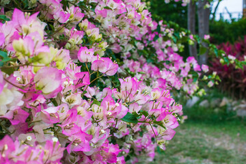 Spring bougainvillea blooms at the doorstep