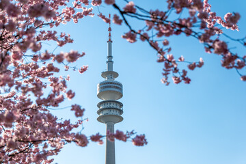 Obraz premium The detail of the Olympic Tower and the blurry sakura in the foreground in the Olympic Park in Munich, Germany