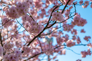 Cherry blossom branch in the Olympic Park in Munich, Germany