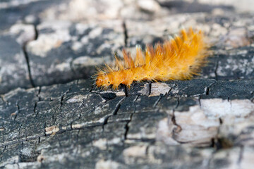 Caterpillar of yellow color with white dots on the back