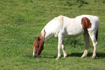 Naklejka na ściany i meble Pferd / Horse / Equus caballus