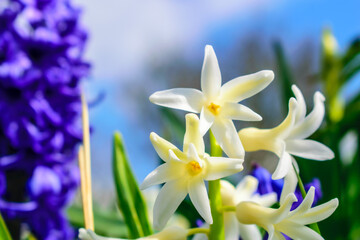 Fototapeta na wymiar spring crocus flowers, spring flowers on a blue background, flowers