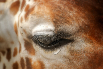 Closeup of a giraffe eye with a teardrop