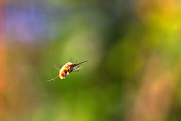 Dark-edged bee-fly (Bombylius major) in flight in a colourful garden, Cambridge, UK.