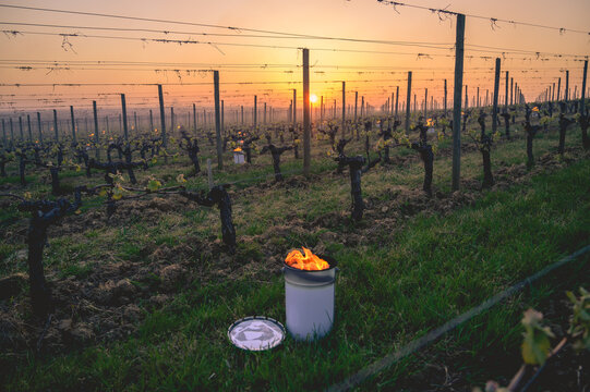Les bougies sont install&eacute;es dans les vignes de Saint-Emilion pour lutter contre le gel