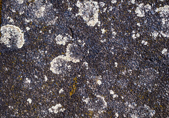 old concrete slab in moss