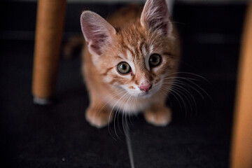 Kitten looking at Camera