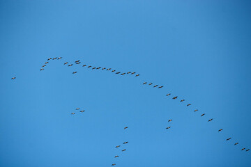 Silhouette of flying birds