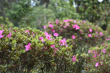 field of pink flowers