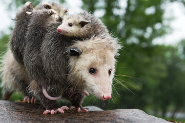Virginia Opossum (Didelphis virginiana) With Joeys Looks Out Wearily Summer