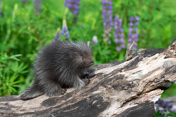 Porcupette (Erethizon dorsatum) Sits on Log Facing Right Summer