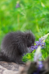 Porcupette (Erethizon dorsatum) Examines Stalk of Lupine Summer