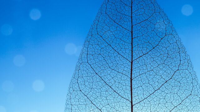 Macro Photography of a dry magnolia leaf on a blue background. Skeleton leaf texture.