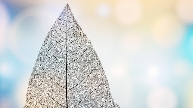 Macro Photography of a dry magnolia leaves on a bright background. Skeleton leaf texture.
