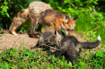Naklejka na ściany i meble Red Fox (Vulpes vulpes) Kits Tussle at Den Adult in Background Summer