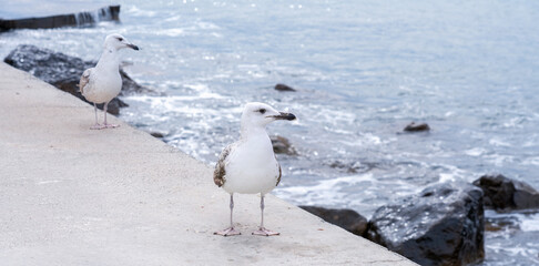 Two Ivory gulls on the pier await the end of the storm